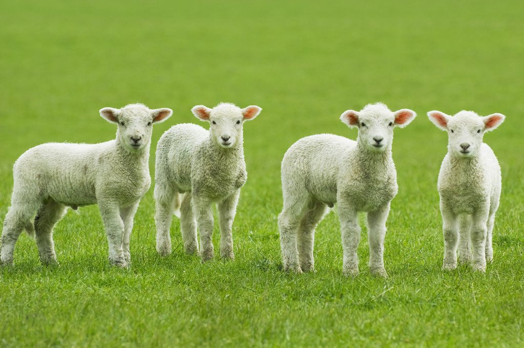 Detail of Four Lambs in Pasture by Anonymous