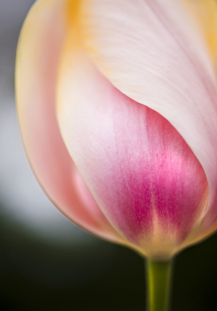 Detail of Tulip by Anonymous