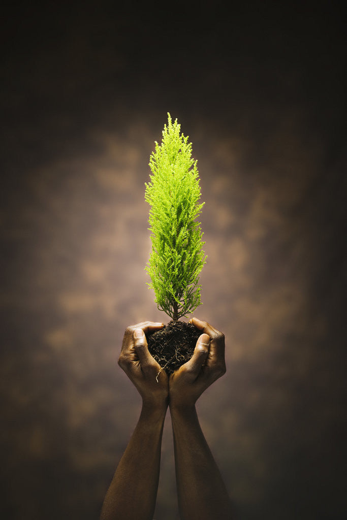 Detail of Hands Holding Small Tree by Anonymous