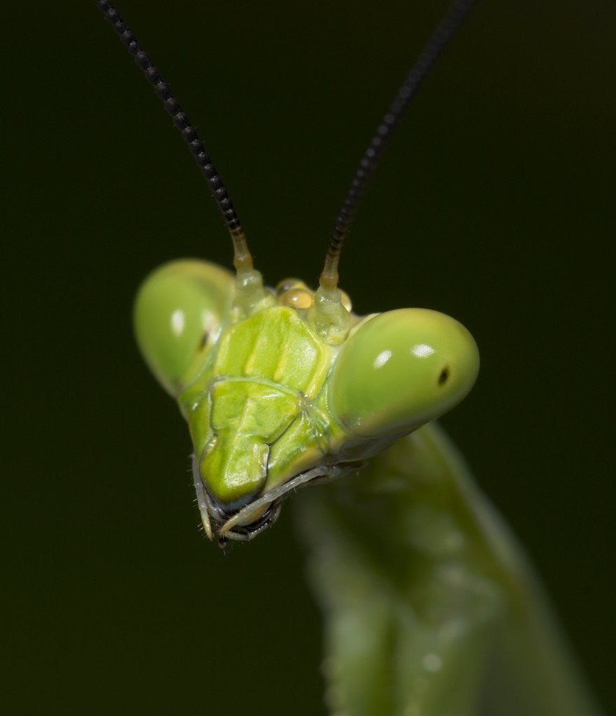 Detail of Praying Mantis Face by Anonymous