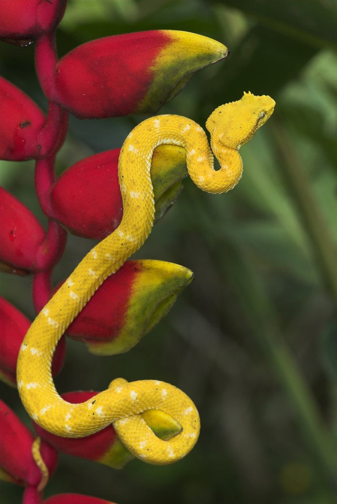 Detail of Eyelash Viper Snake on Heliconia Flower by Corbis
