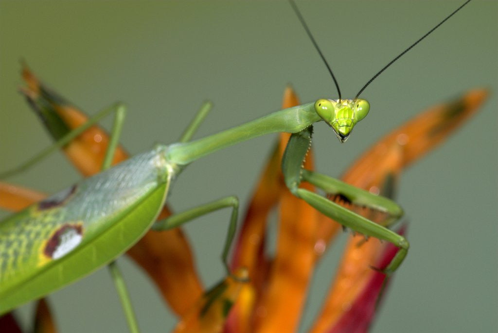 Detail of Praying Mantis on Orange Heliconia Flower by Anonymous