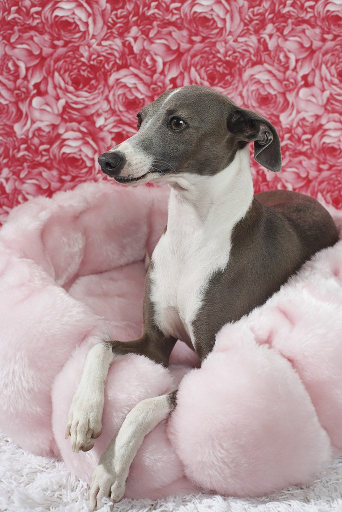 Detail of Italian greyhound resting on pink pet bed by Anonymous