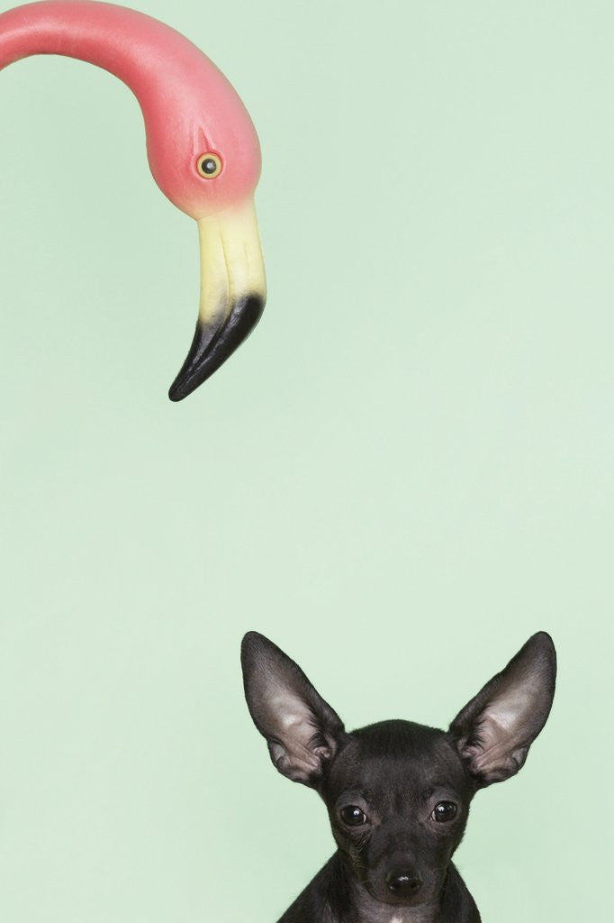 Detail of Chihuahua underneath a pink flamingo by Anonymous