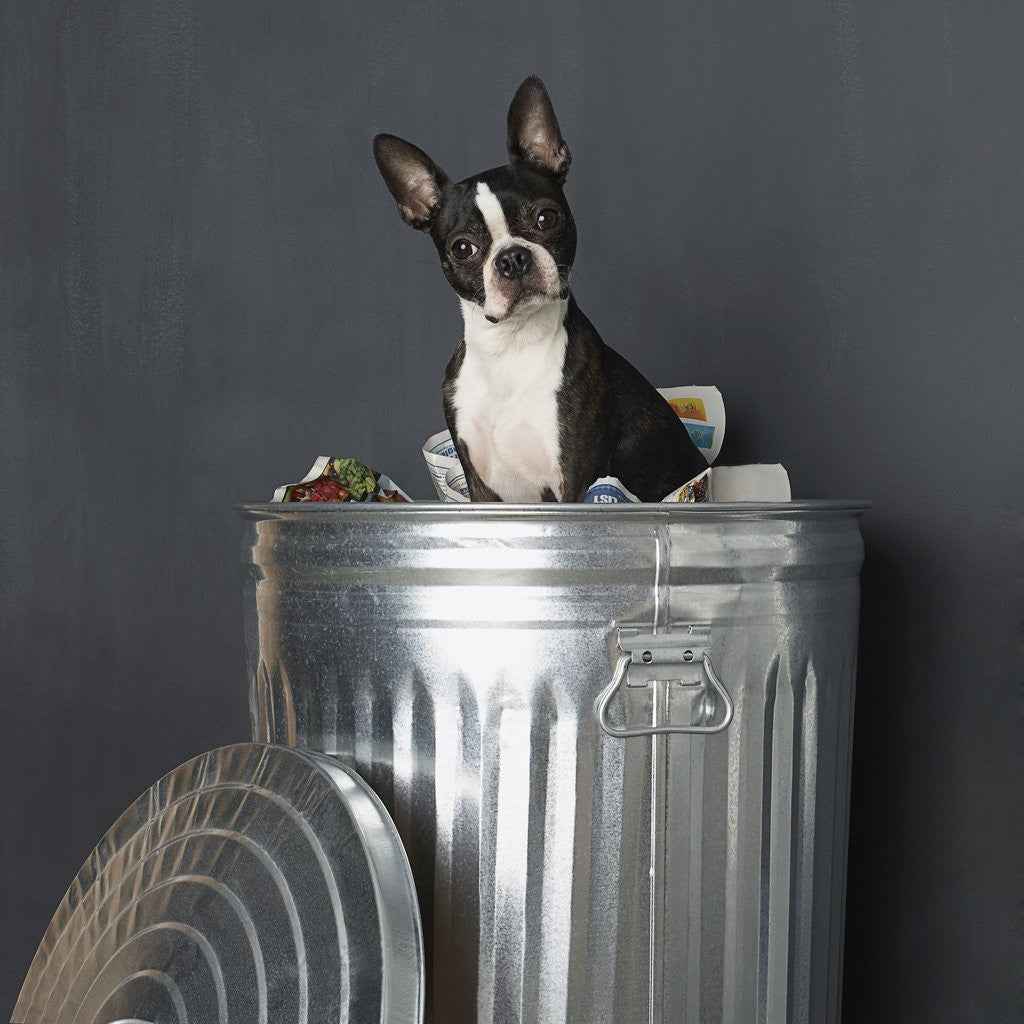 Detail of Boston terrier sitting in garbage can by Corbis