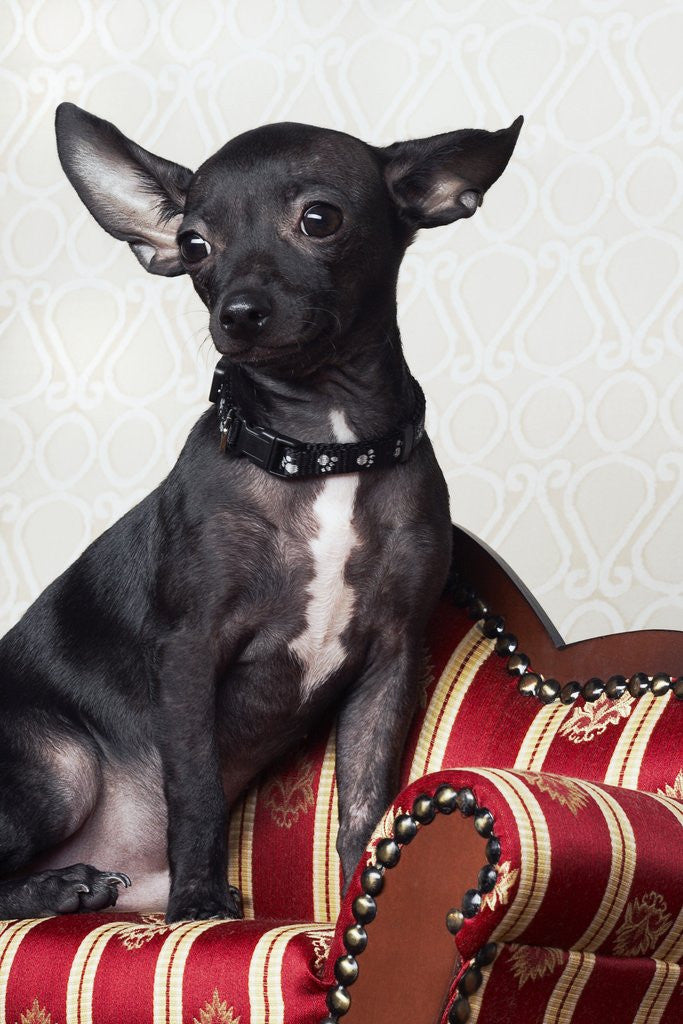 Detail of Black chihuahua perking his ears by Anonymous