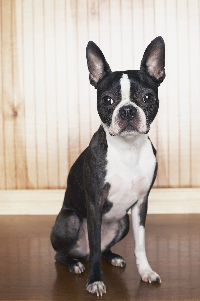 Detail of Boston terrier by Anonymous