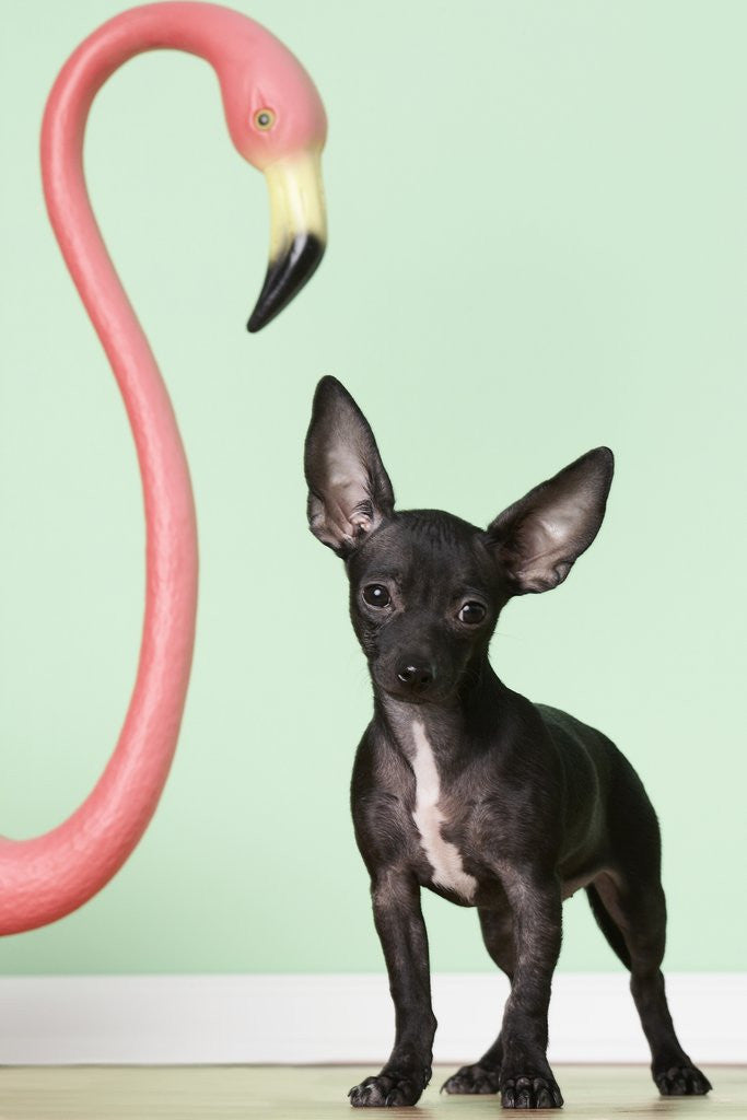 Detail of Chihuahua next to pink flamingo by Anonymous