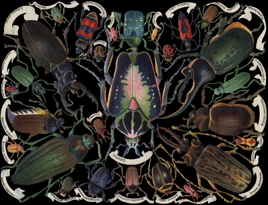 Detail of Die-Cut Scrap with Variety of Beetles by Anonymous