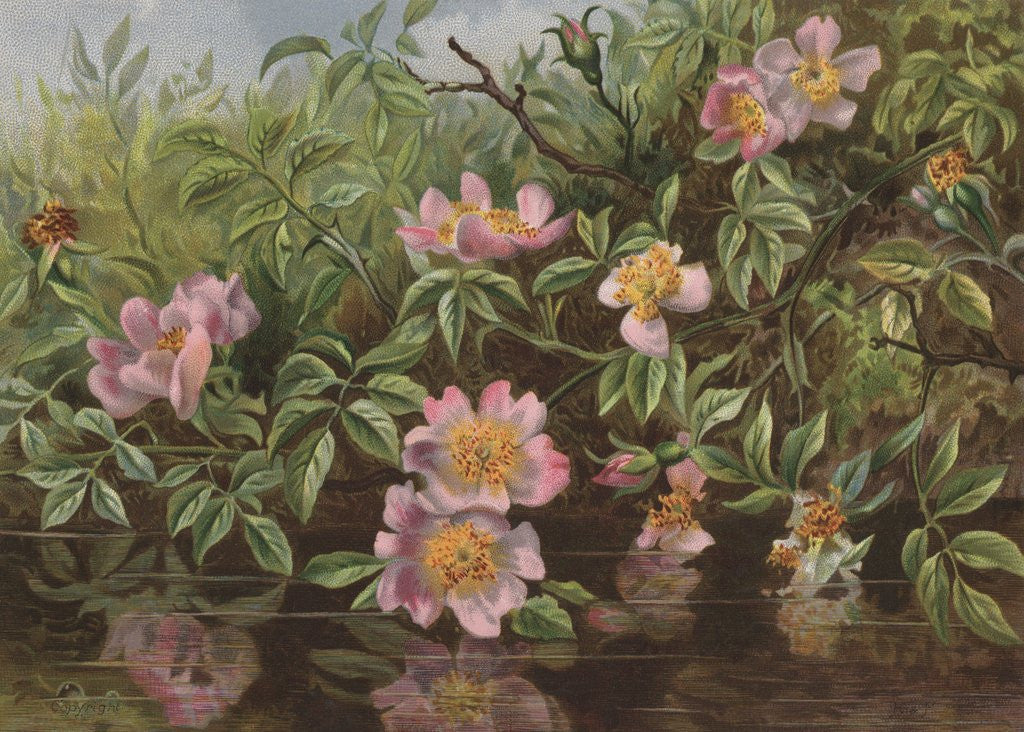 Detail of Postcard with Flowers Reflected in Water by Anonymous