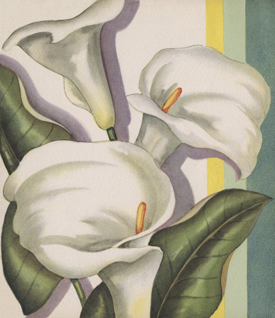 Detail of Illustration of Calla Lilies by Corbis