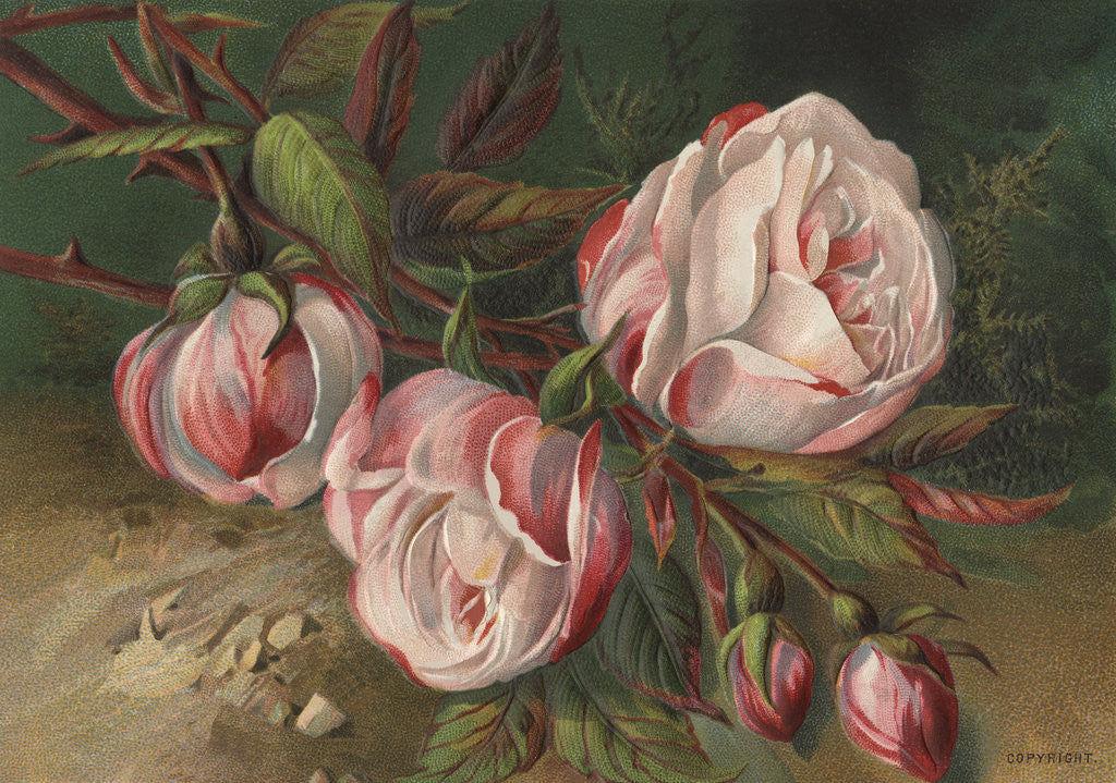 Detail of Postcard with Peonies by Anonymous