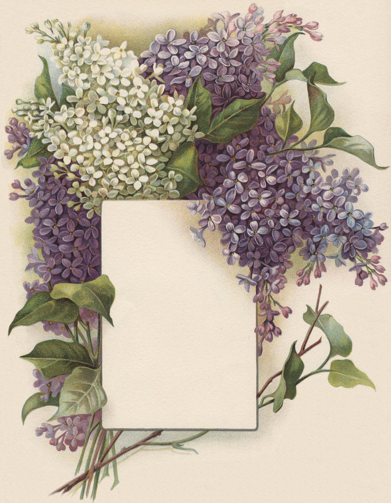 Detail of Victorian Illustration of Lilac Border by Corbis