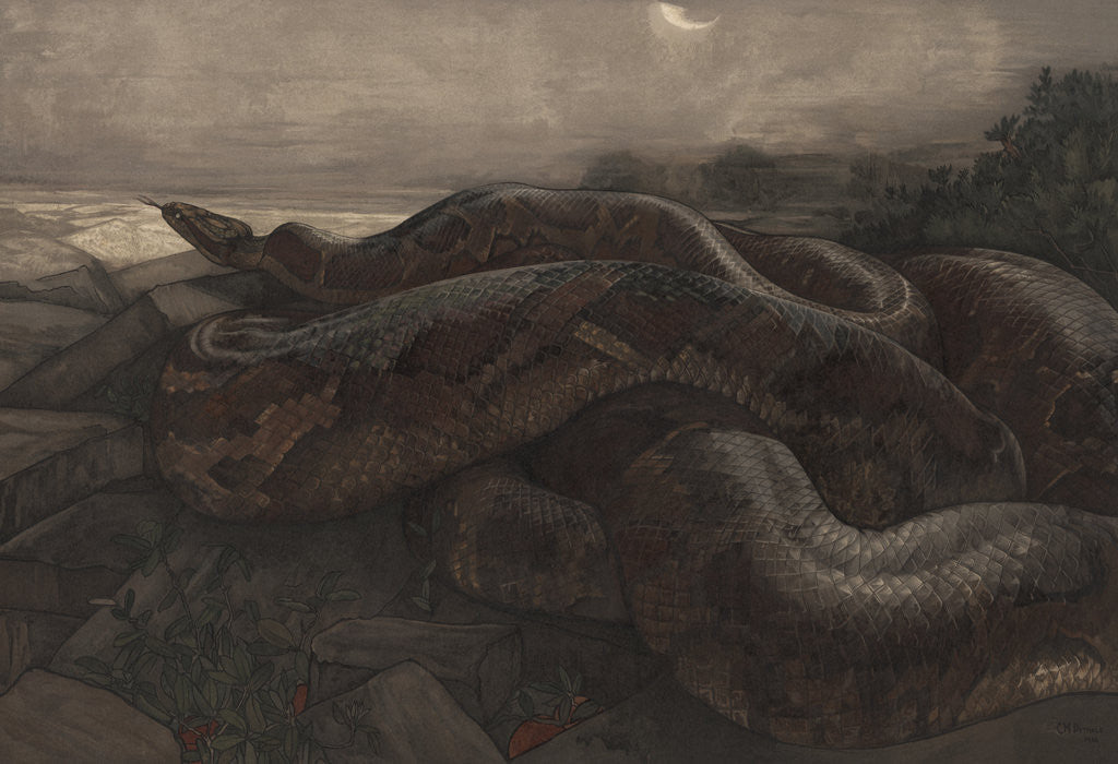 Detail of Kaa the Python by Charles Maurice Detmold