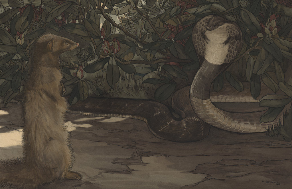 Detail of Rikki-Tikki by Charles Maurice Detmold