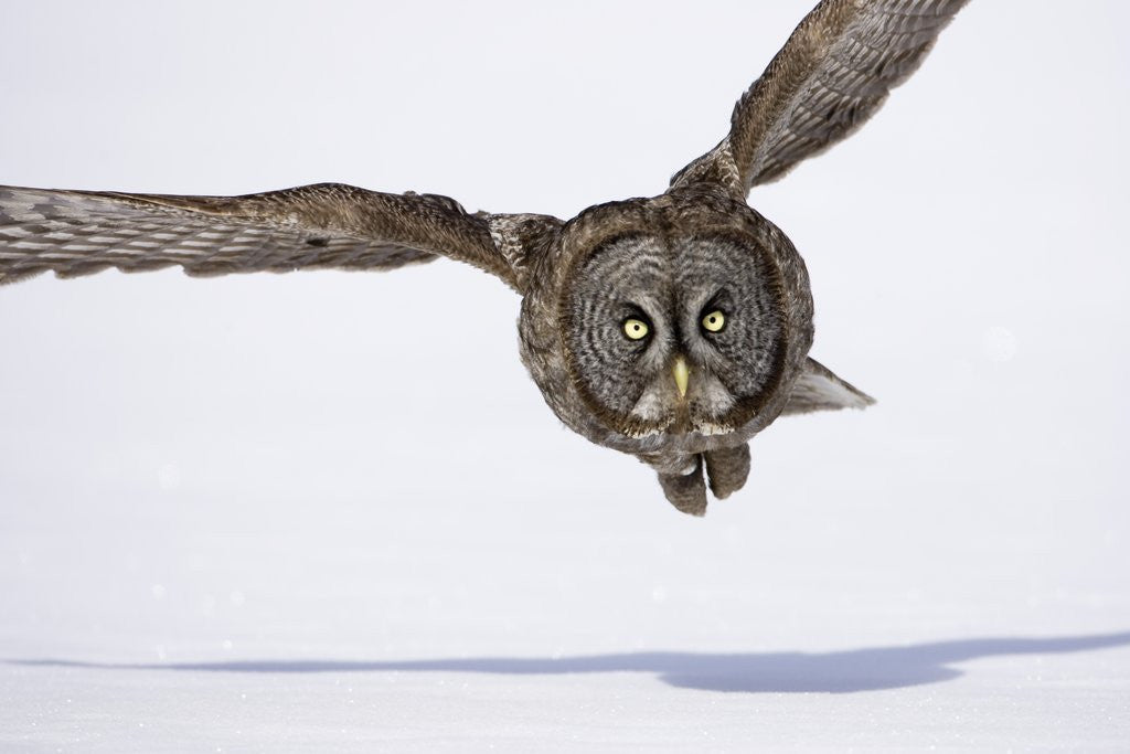 Detail of Great Gray Owl Hunting Over Snow by Corbis