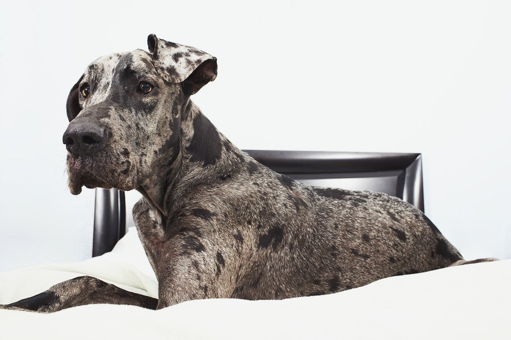 Detail of Great Dane on bed by Anonymous