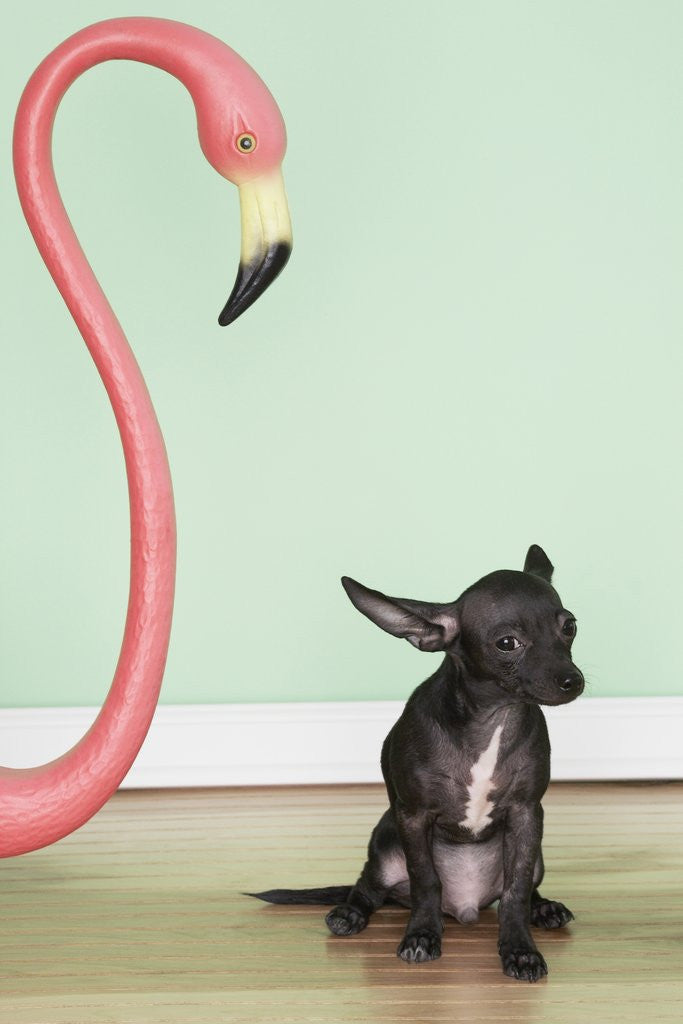 Detail of Chihuahua next to a pink flamingo by Corbis