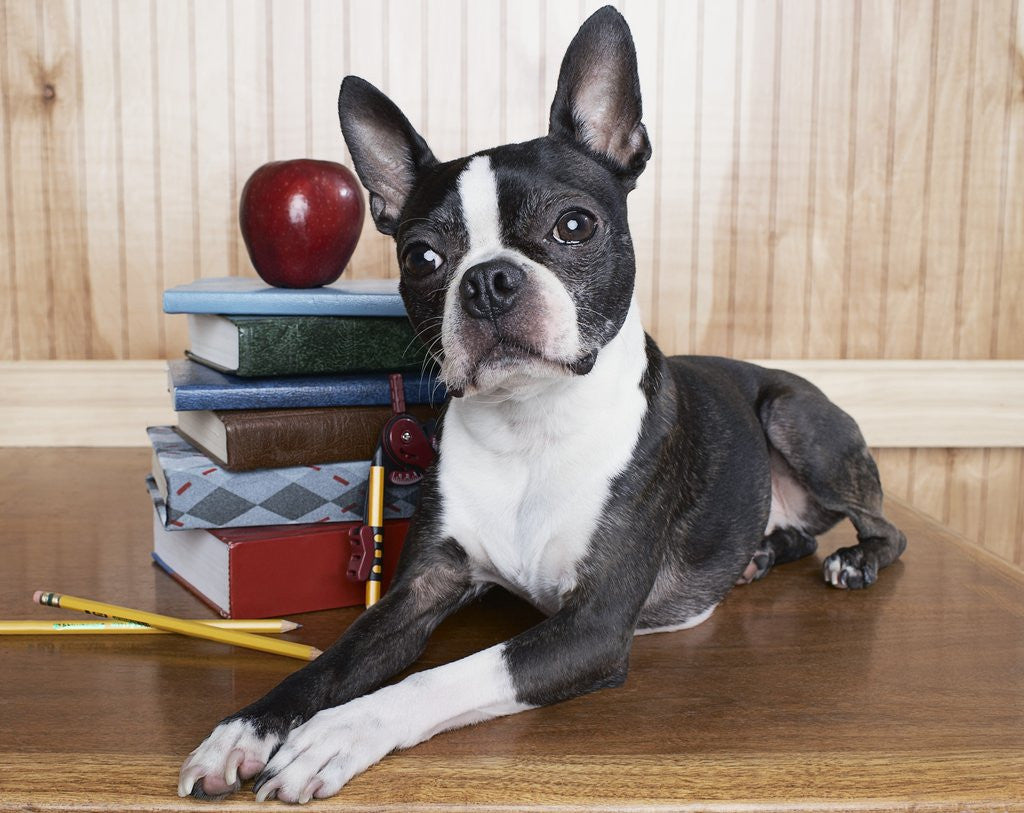 Detail of Boston terrier sitting next to a stack of books by Anonymous
