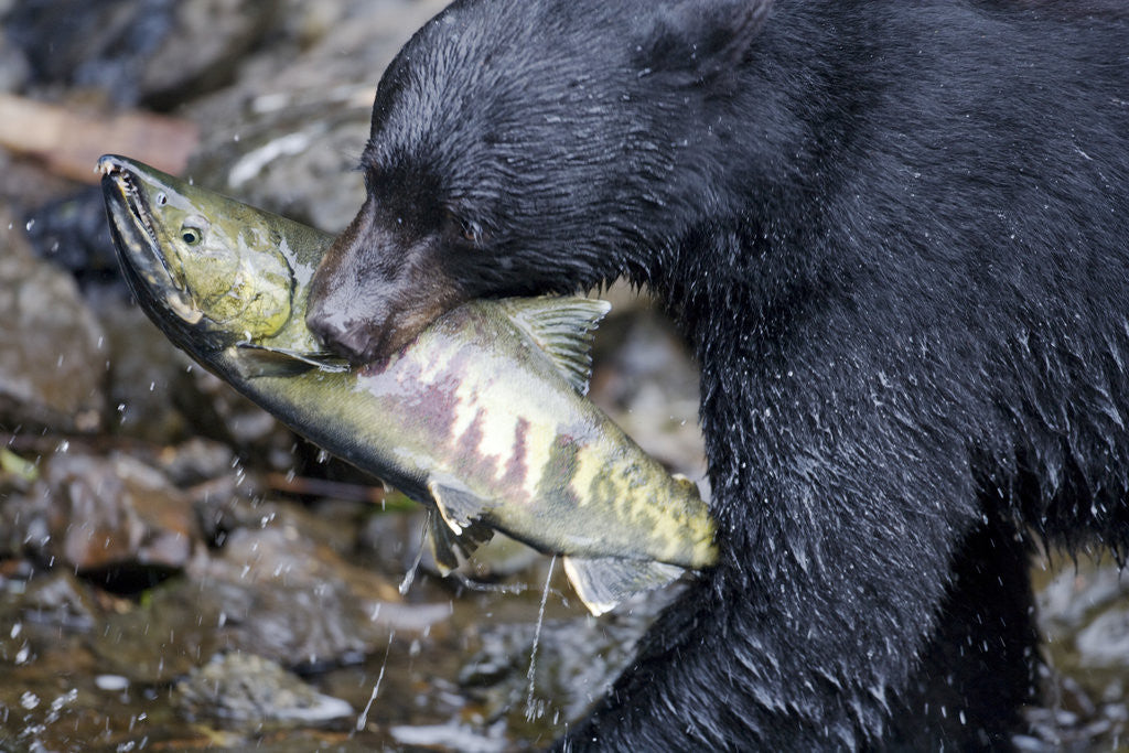 Detail of Black Bear and Chum Salmon in Alaska by Anonymous