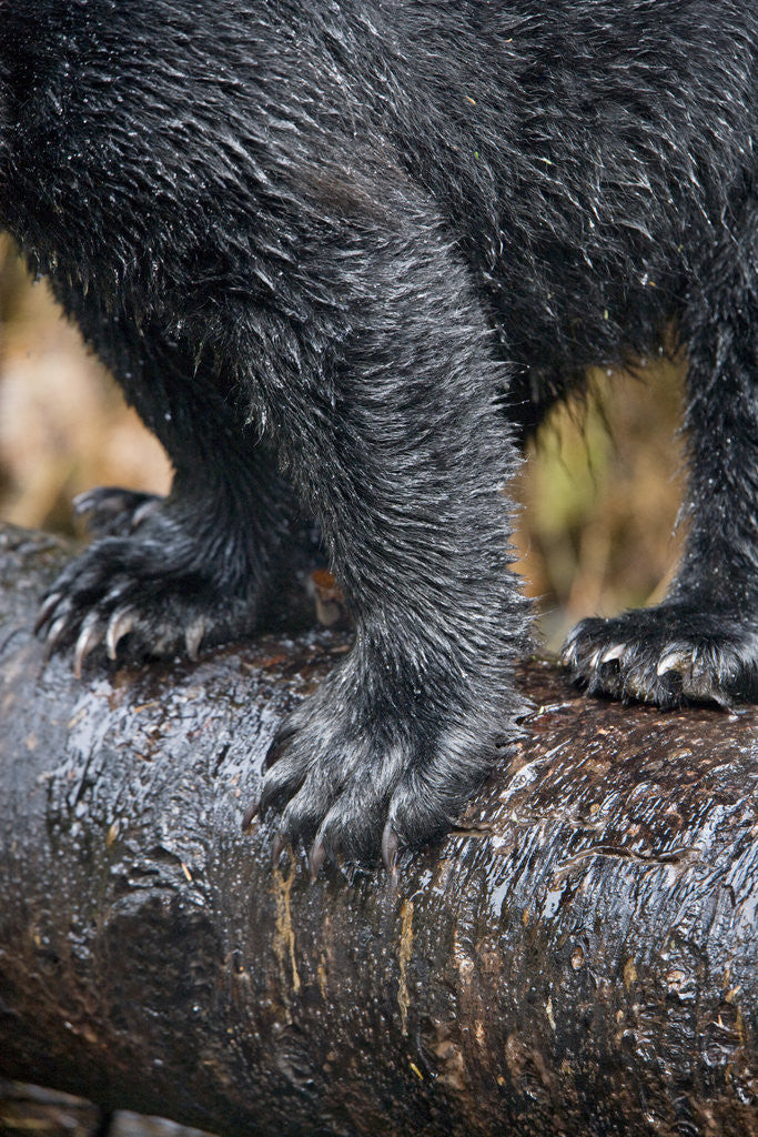 Detail of Close-Up View of Black Bear Claws in Alaska by Anonymous
