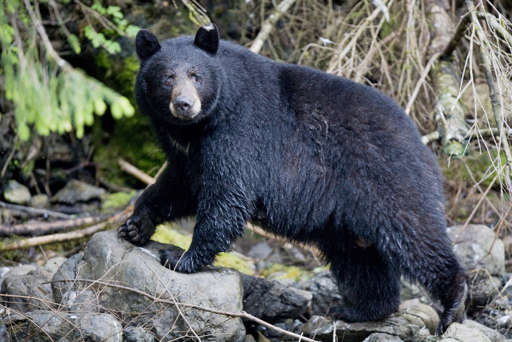 Black Bear in Rainforest in Alaska by Corbis