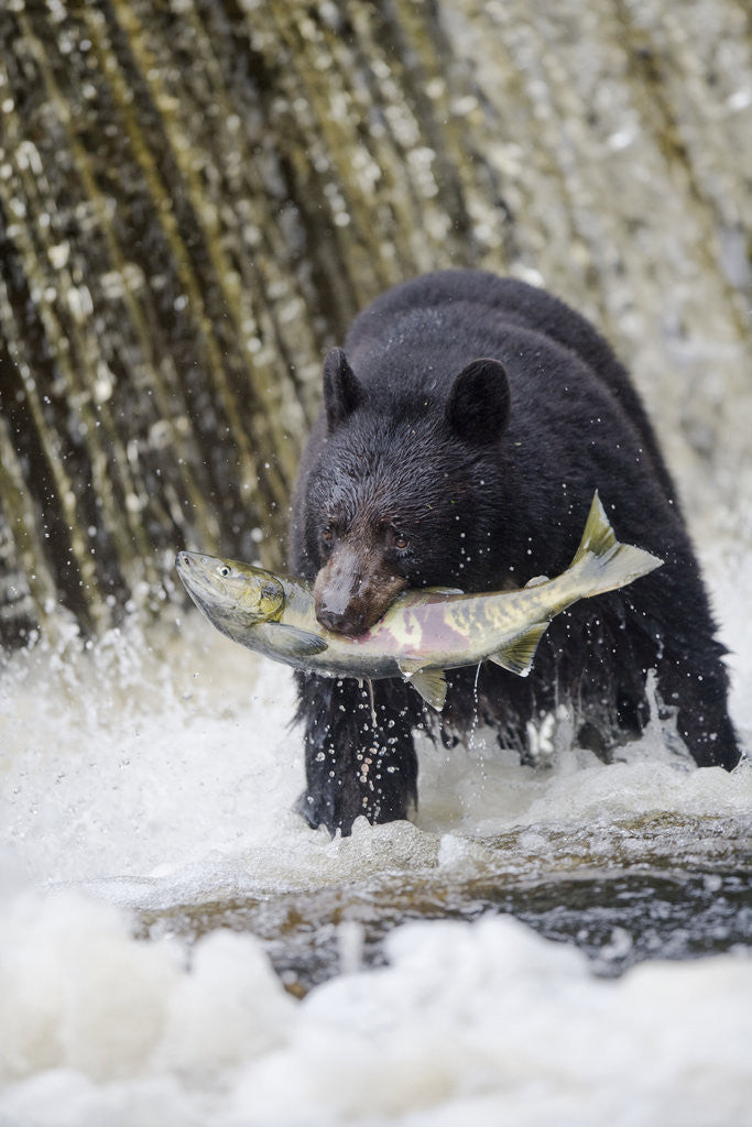 Detail of Black Bear Catching Spawning Salmon in Alaska by Anonymous