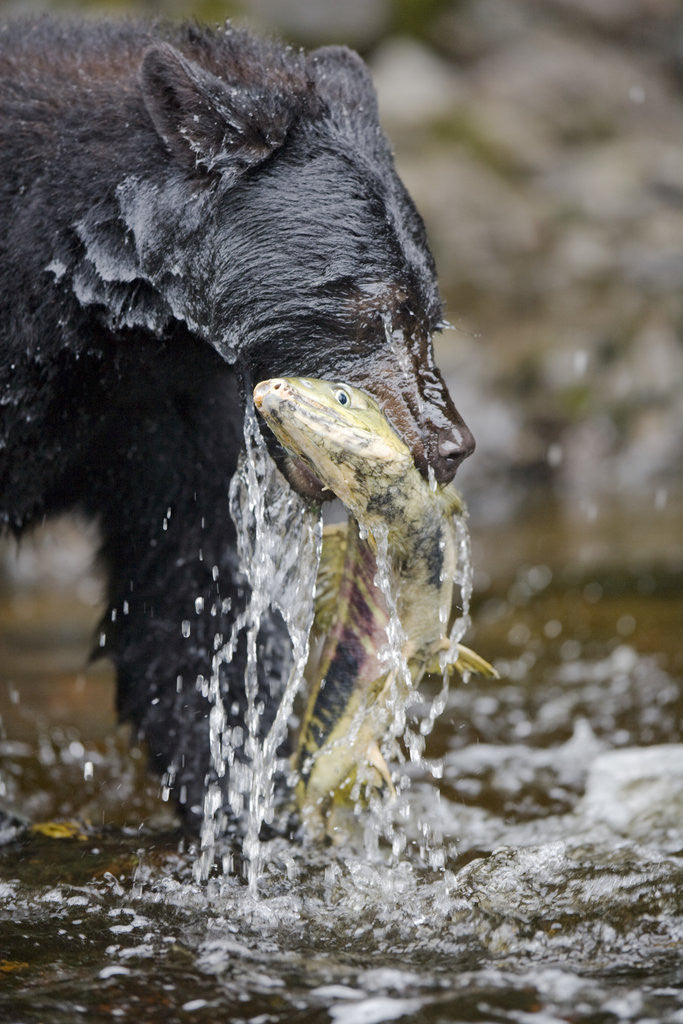 Detail of Black Bear Catching Chum Salmon in Alaska by Corbis