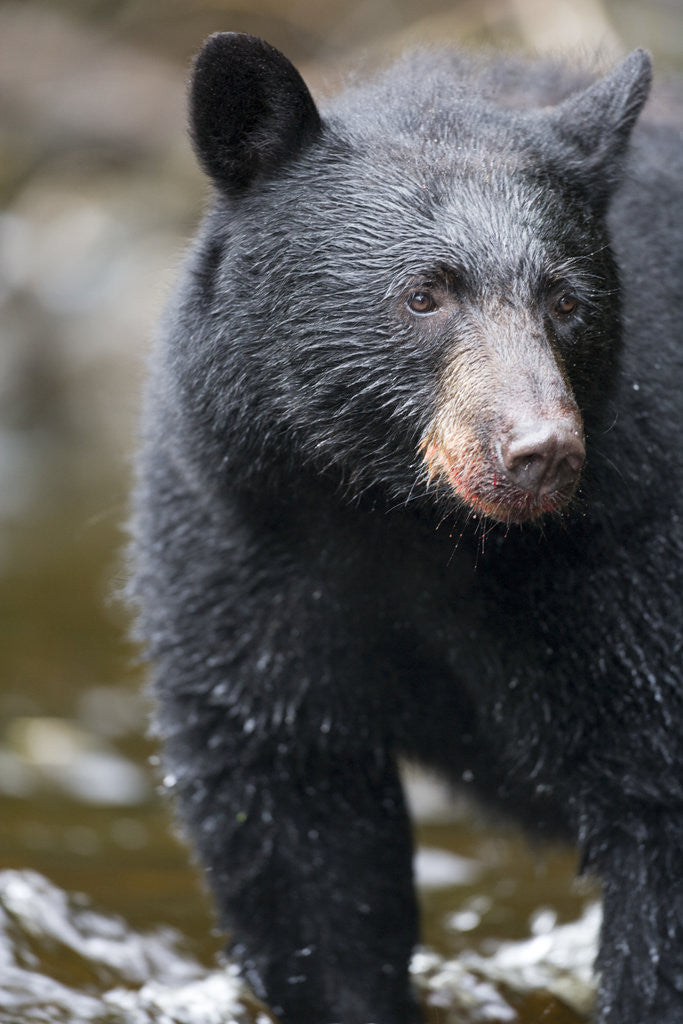 Detail of Black Bear in Rainforest in Alaska by Corbis