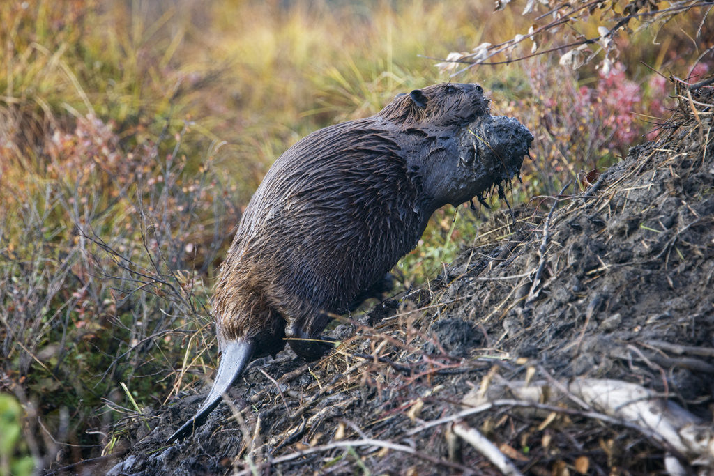 Detail of Beaver in Denali National Park by Anonymous