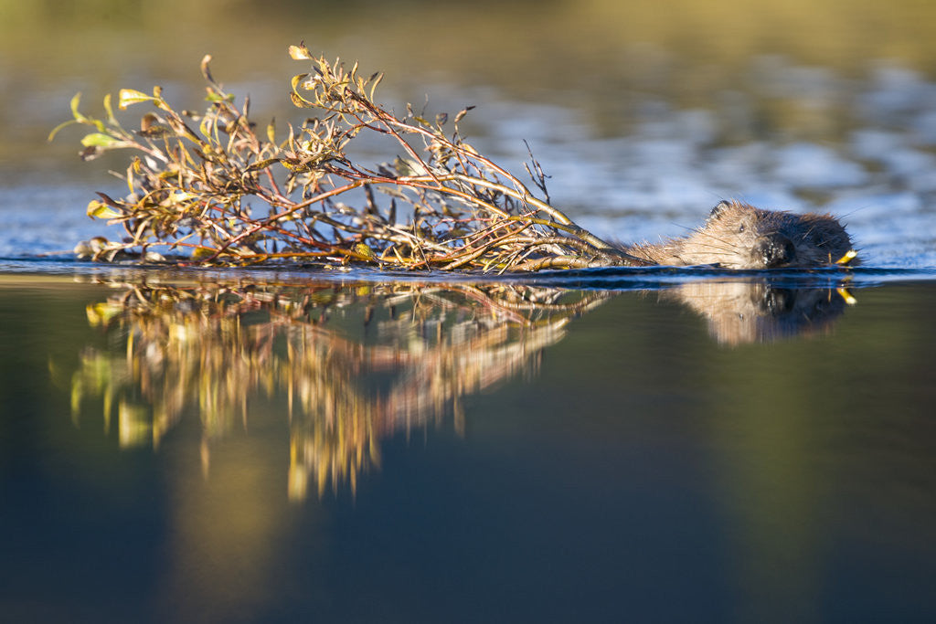 Detail of Beaver in Denali National Park by Anonymous