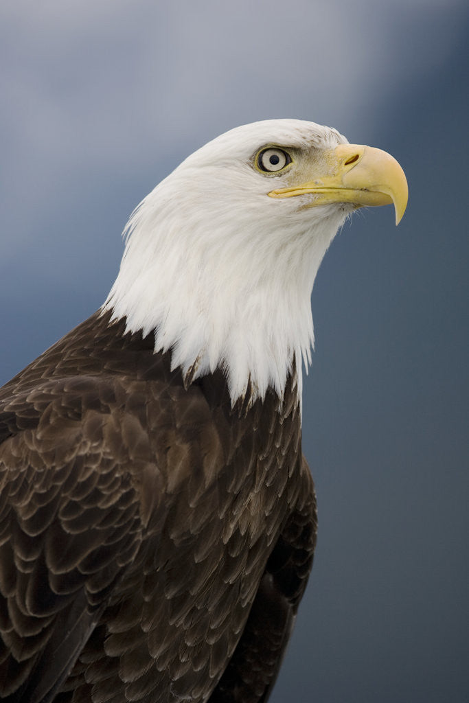 Detail of Bald Eagle in Tongass National Forest by Anonymous