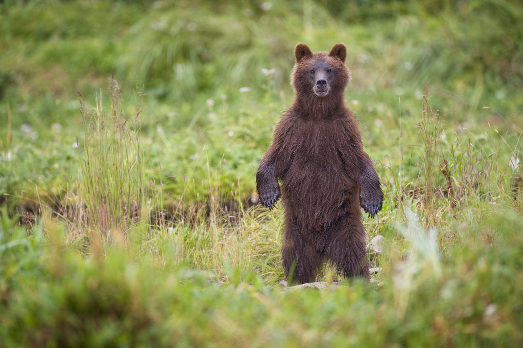 Detail of Brown Bear in Coastal Meadow in Alaska by Corbis