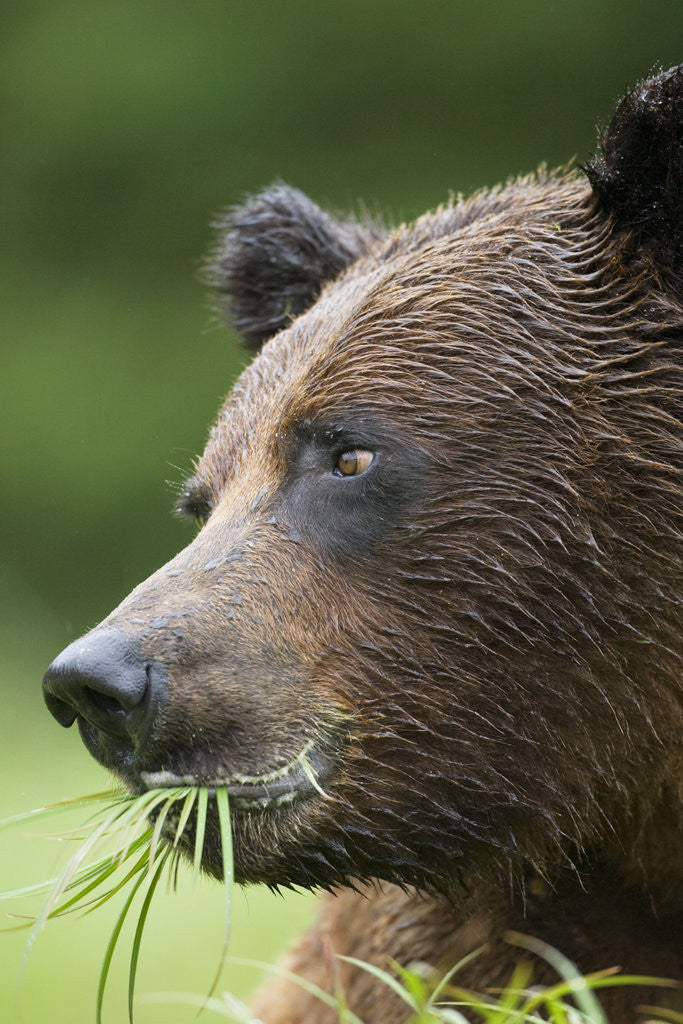Detail of Brown Bear Feeding in Misty Fjords National Monument by Corbis