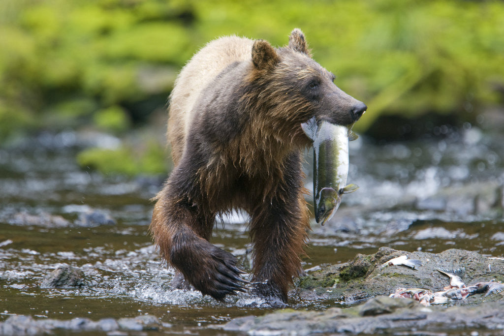 Detail of Brown Bear Catching Sockeye Salmon in Alaska by Anonymous