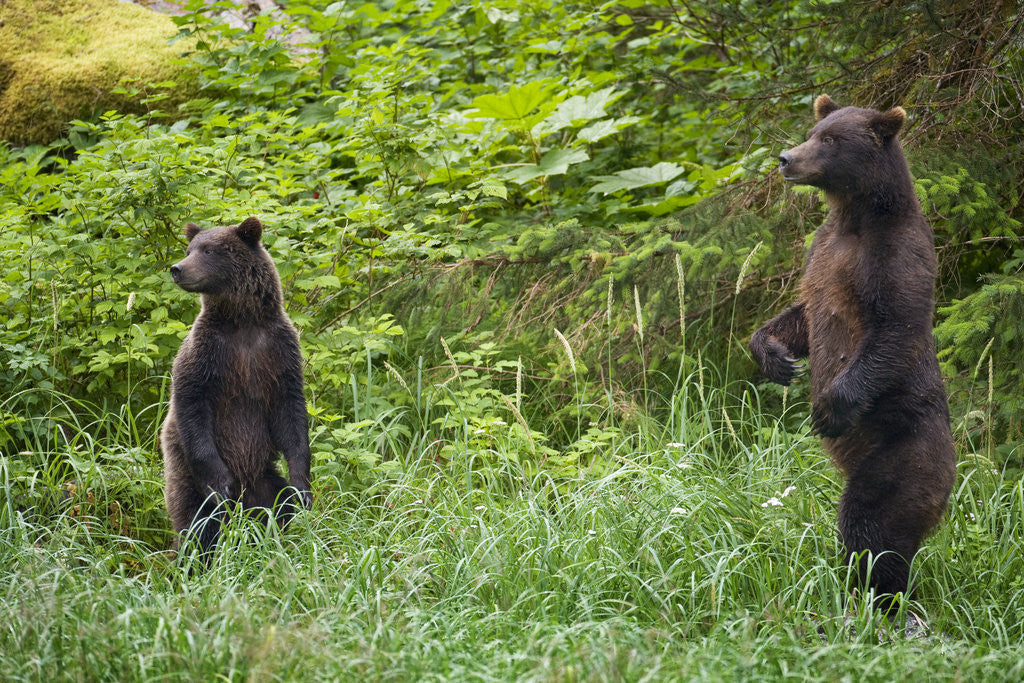 Brown Bears Standing on Baranof Island by Corbis