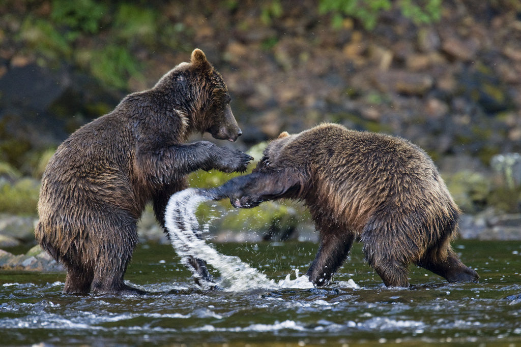 Detail of Brown Bears Sparring in Freshwater Bay by Anonymous