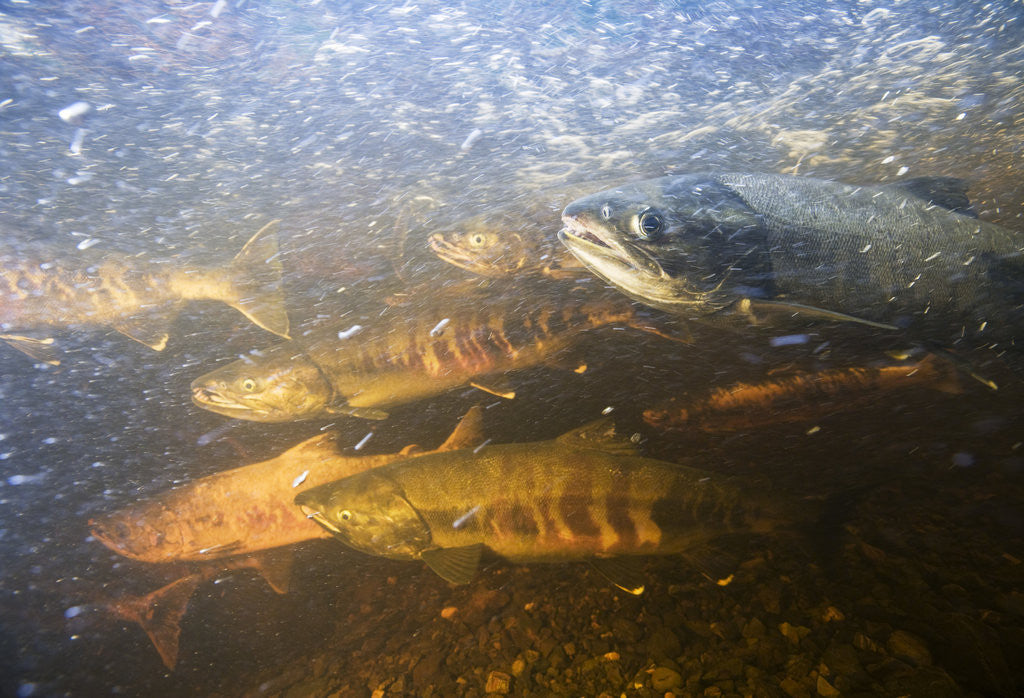 Detail of Spawning Chum Salmon in Alaska by Anonymous