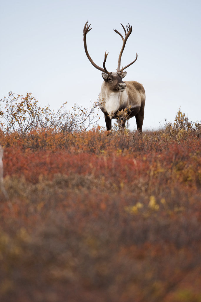 Detail of Bull Caribou in Denali National Park by Anonymous