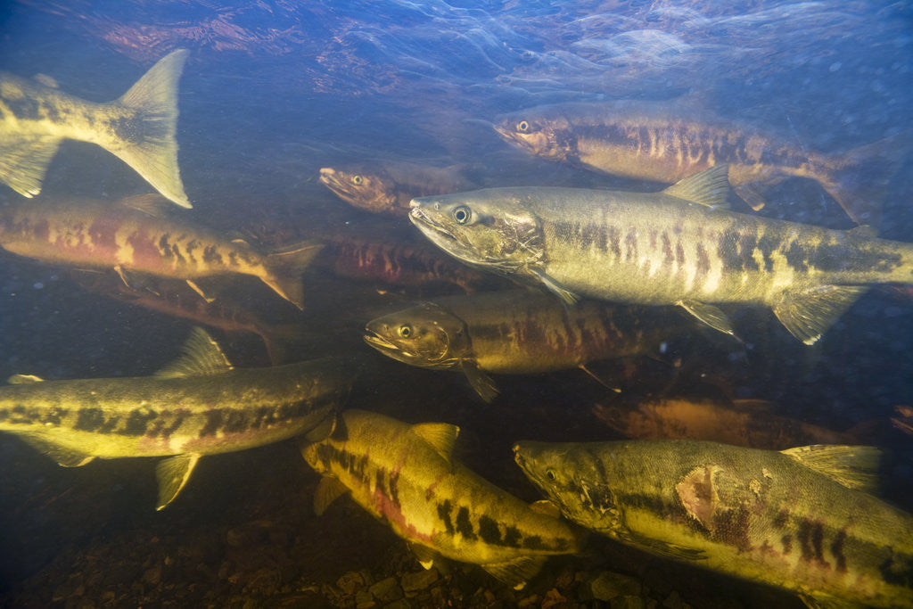 Detail of Spawning Chum Salmon in Alaska by Anonymous