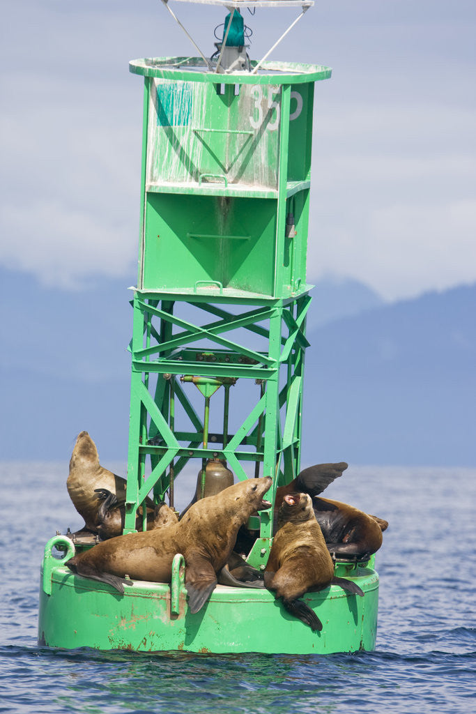 Detail of Steller Sea Lions on Buoy in Alaska by Anonymous