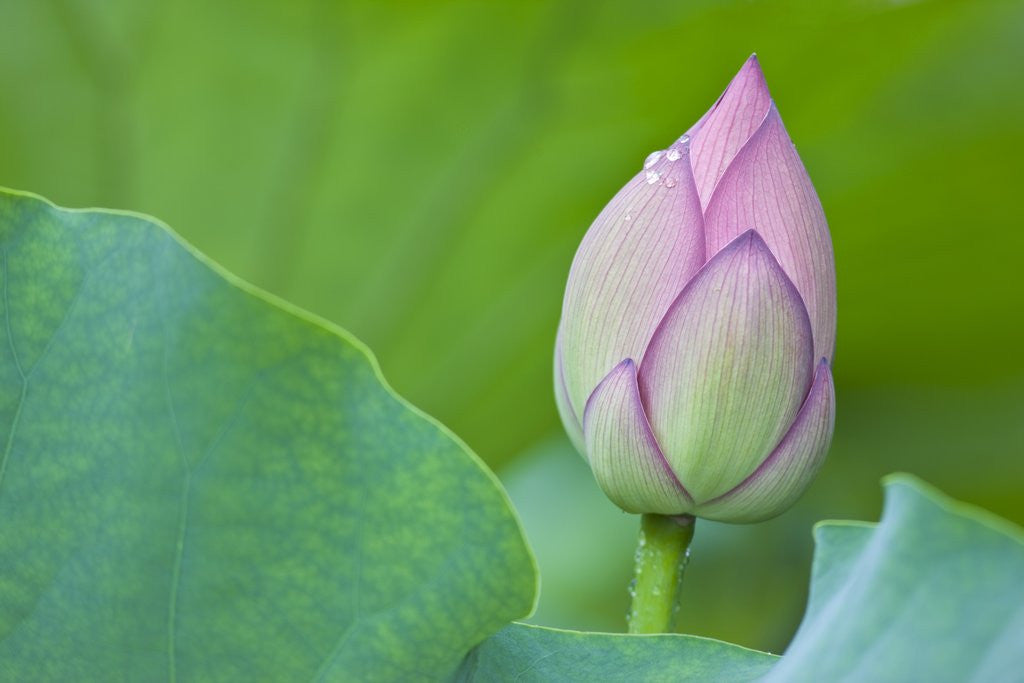 Detail of Water Lily Bud in Shinobazu Pond in Tokyo by Anonymous