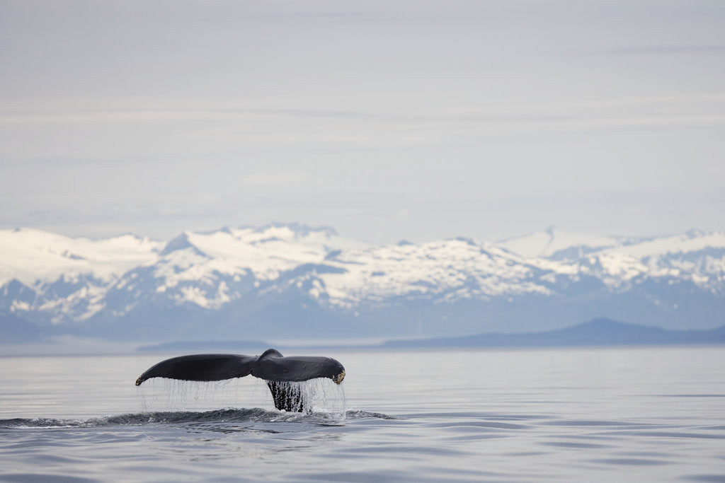 Detail of Tail Fluke of Diving Humpback Whale in Frederick Sound by Anonymous