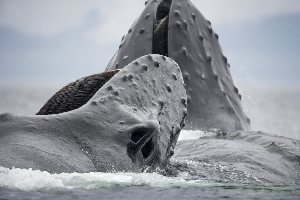Detail of Humpback Whales Feeding in Frederick Sound by Anonymous
