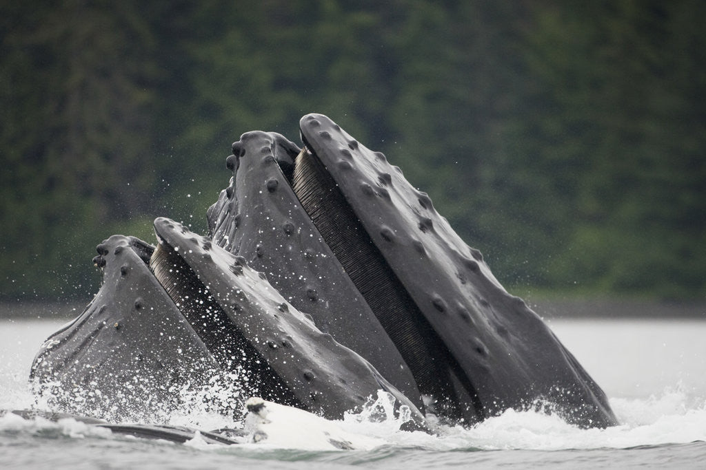 Detail of Humpback Whales Feeding in Frederick Sound by Anonymous