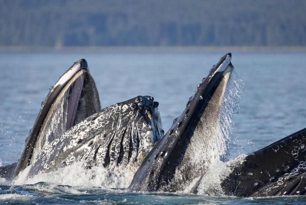 Detail of Humpback Whales Feeding in Icy Strait by Anonymous