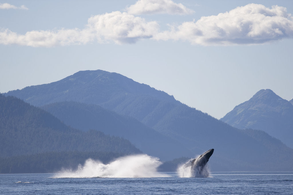 Detail of Breaching Humpback Whale in Chatham Strait by Anonymous
