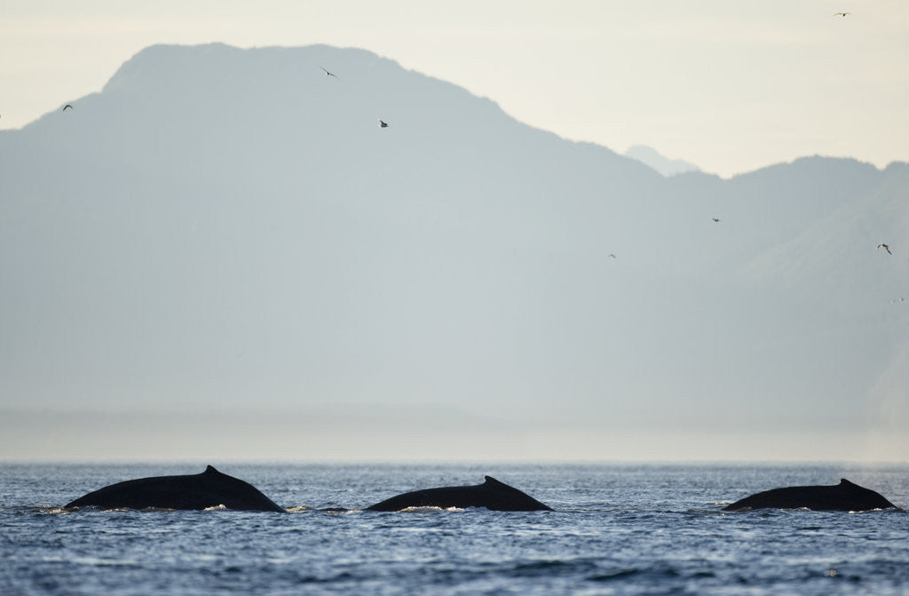 Detail of Humpback Whales Feeding Along Point Adolphus at Sunset by Anonymous