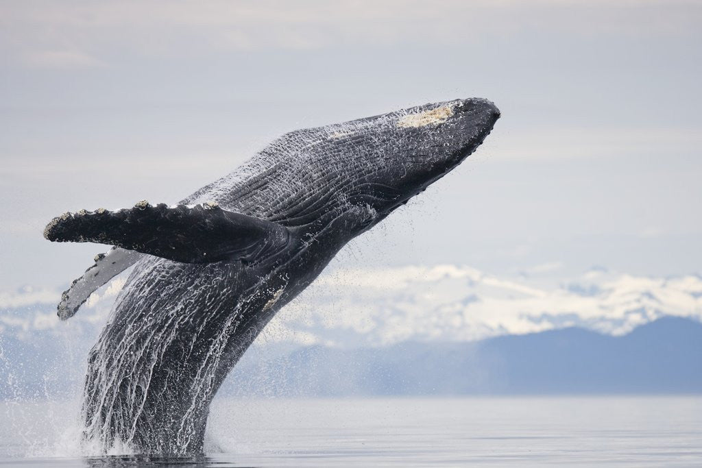 Detail of Humpback Whale Breaching in Frederick Sound by Corbis