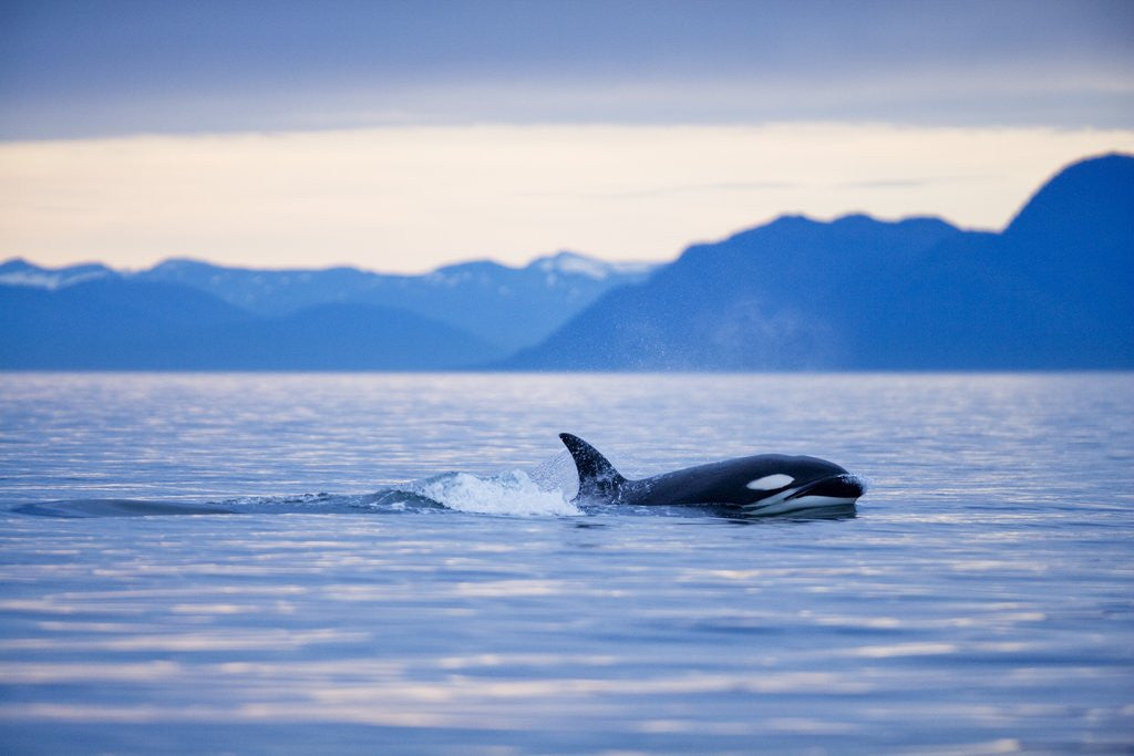 Detail of Orca or Killer Whale in Frederick Sound by Corbis